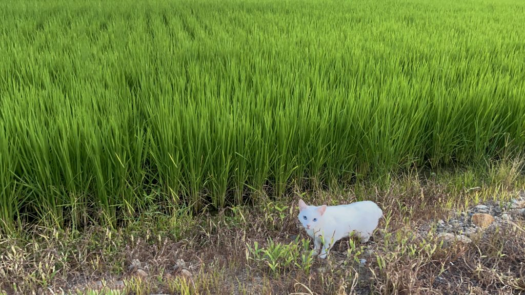 김별 (별별 고양이들)